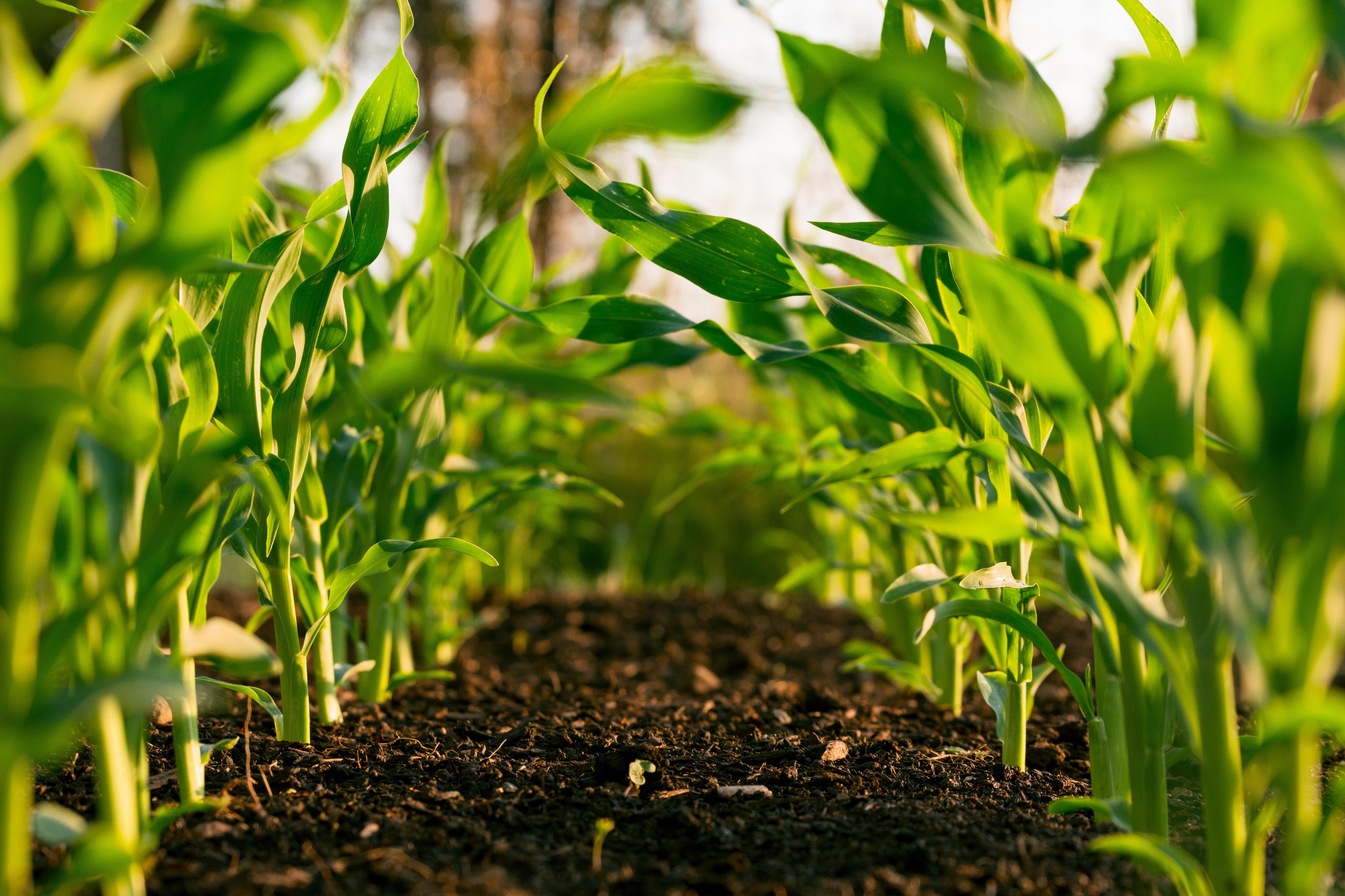agriculture agriculture
