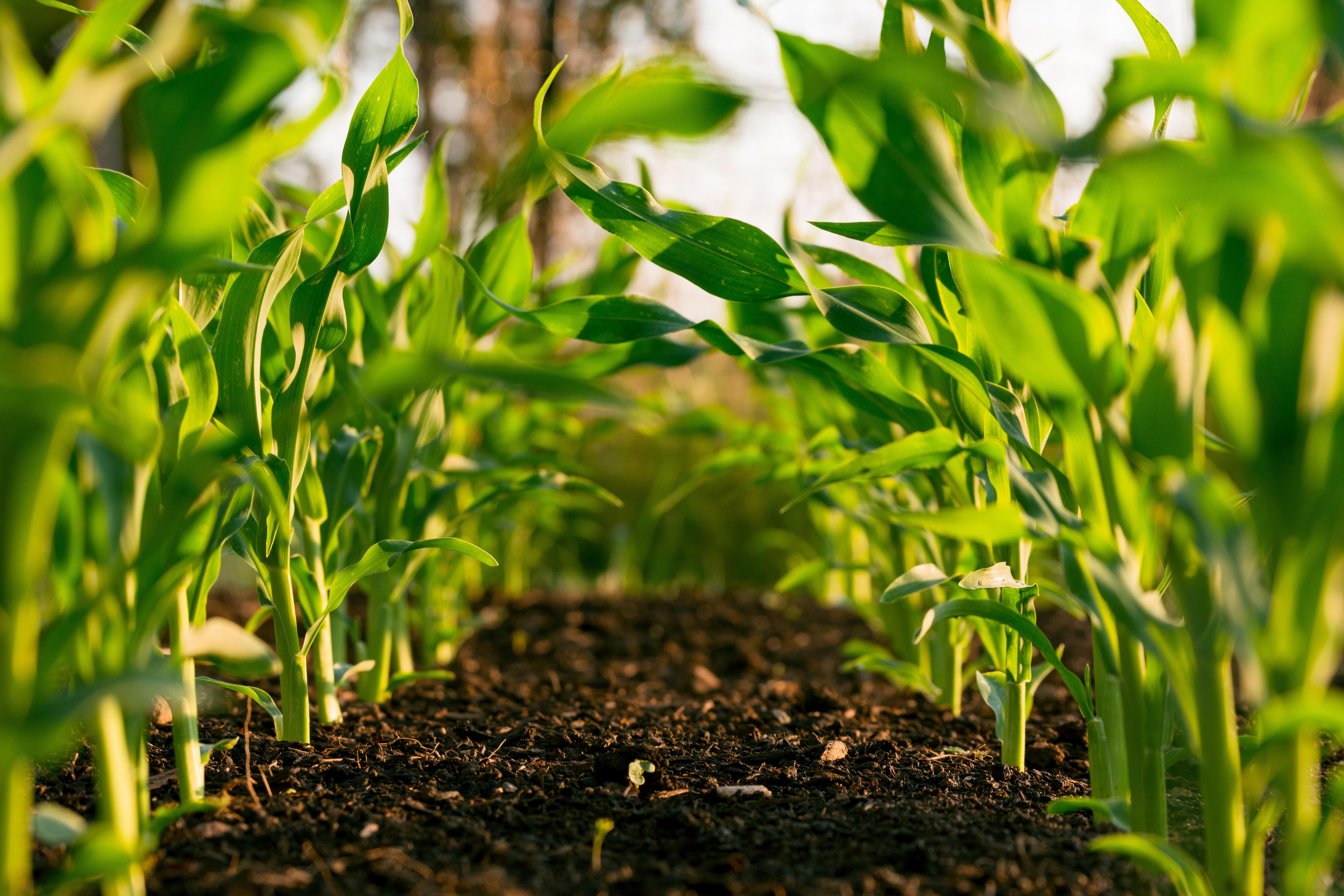 agriculture