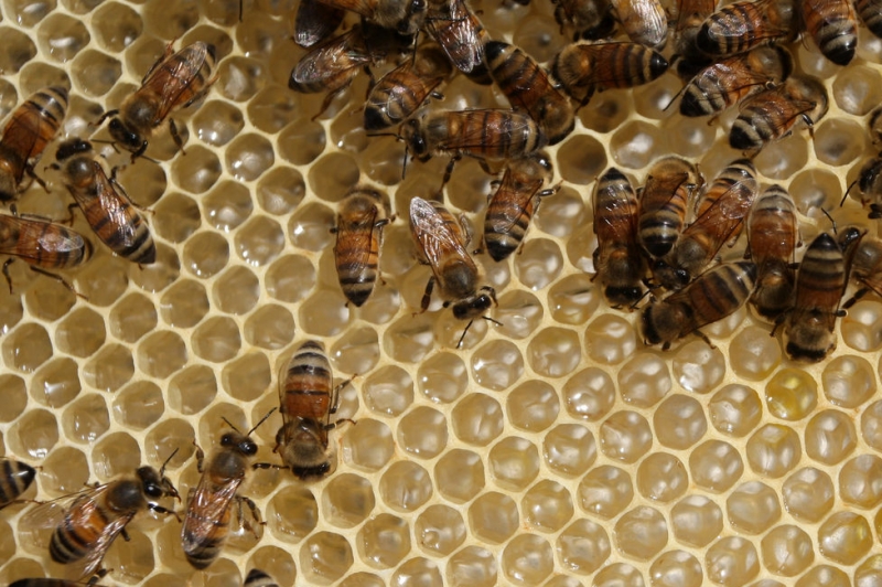 honey value chain honey value chain