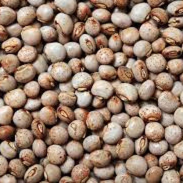 Pigeon Peas