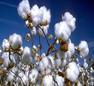 cotton large