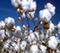 cotton