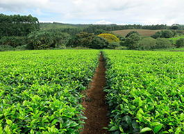 tea large