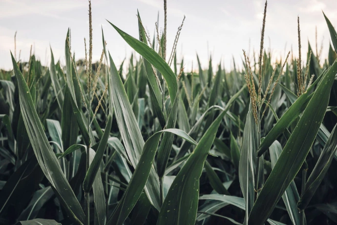Maize crops in Malawi